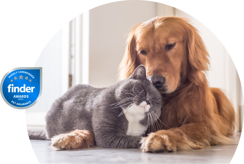 Cat and a dog together on the floor.